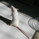 Multiple Myeloma Vaccine Shows Promise In Mice