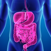 Selektive Dekontamination des Verdauungstraktes kann Infektionsrisiko bei Myelompatienten mit autologer Stammzelltransplantation verringern