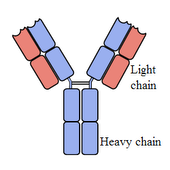 HeavyChainLightChain.png