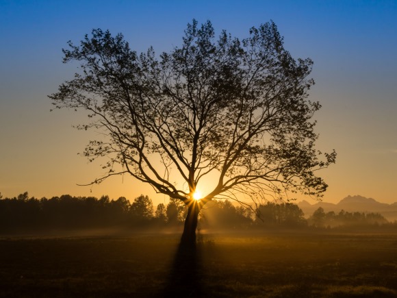 Sunrise behind a tree