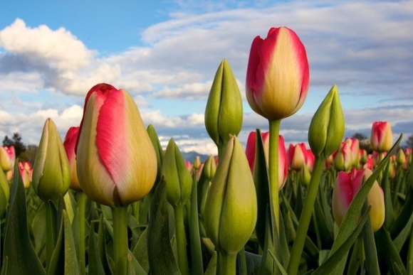 Spring tulips