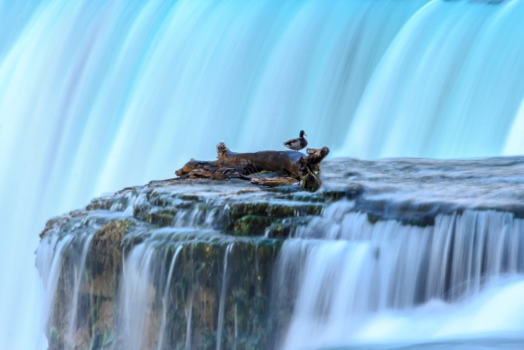 Duck perched at the edge of Niagara Falls